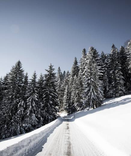 Verschneite Tannen in Erl Tirol